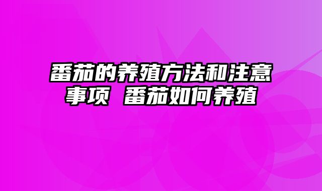 番茄的养殖方法和注意事项 番茄如何养殖