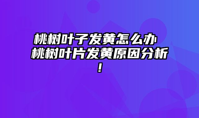桃树叶子发黄怎么办 桃树叶片发黄原因分析! 