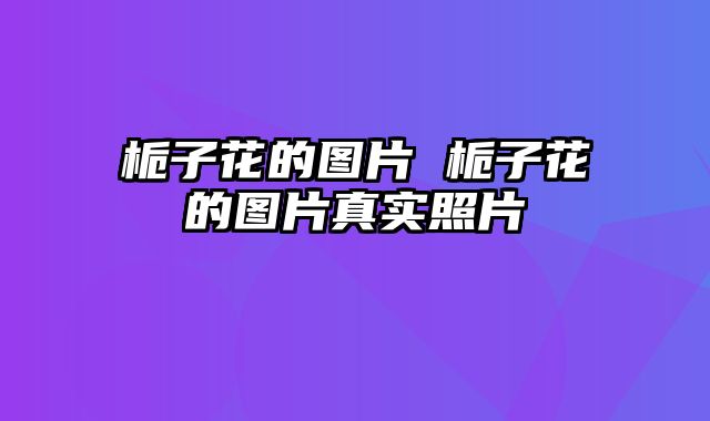 栀子花的图片 栀子花的图片真实照片