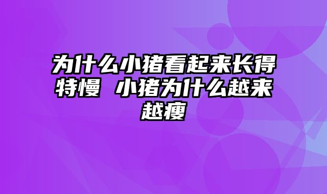 为什么小猪看起来长得特慢 小猪为什么越来越瘦