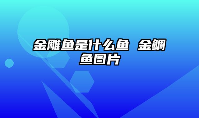金雕鱼是什么鱼 金鲷鱼图片