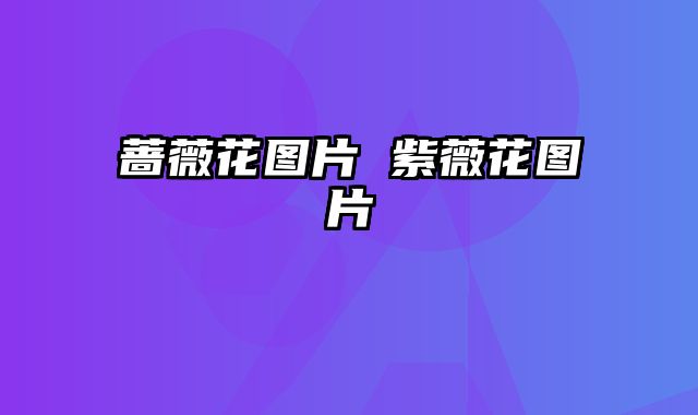 蔷薇花图片 紫薇花图片