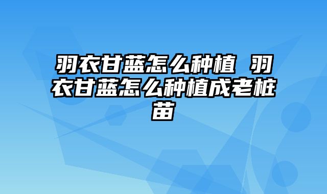 羽衣甘蓝怎么种植 羽衣甘蓝怎么种植成老桩苗