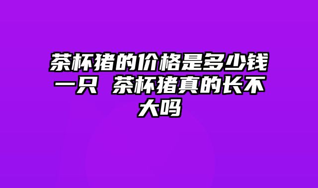 茶杯猪的价格是多少钱一只 茶杯猪真的长不大吗