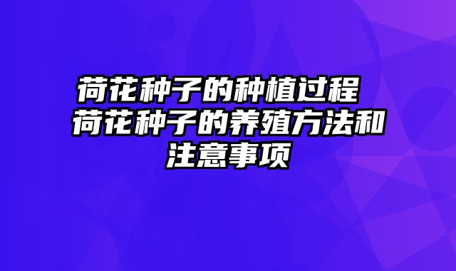 荷花种子的种植过程 荷花种子的养殖方法和注意事项