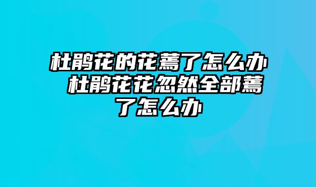 杜鹃花的花蔫了怎么办 杜鹃花花忽然全部蔫了怎么办