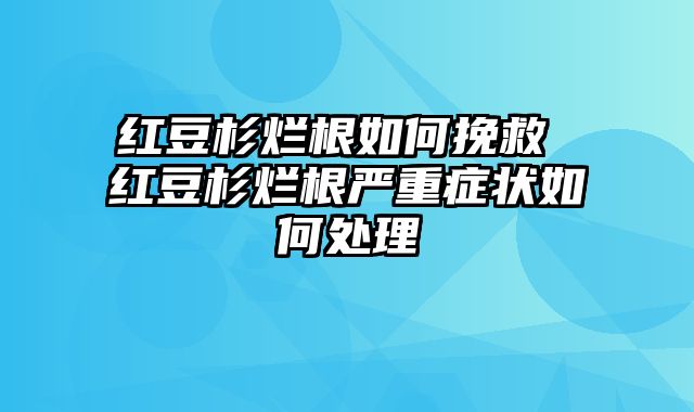 红豆杉烂根如何挽救 红豆杉烂根严重症状如何处理