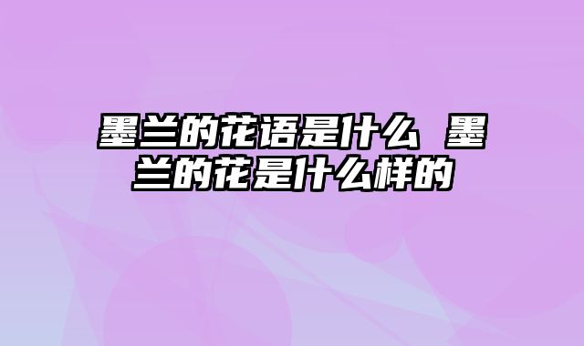 墨兰的花语是什么 墨兰的花是什么样的