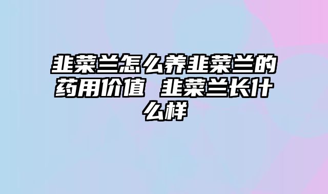 韭菜兰怎么养韭菜兰的药用价值 韭菜兰长什么样