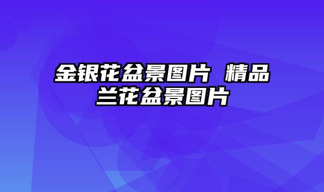 金银花盆景图片 精品兰花盆景图片