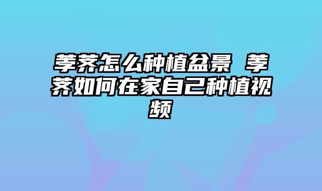 荸荠怎么种植盆景 荸荠如何在家自己种植视频
