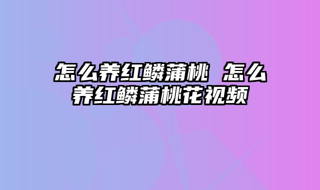 怎么养红鳞蒲桃 怎么养红鳞蒲桃花视频