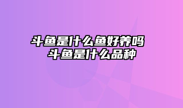 斗鱼是什么鱼好养吗 斗鱼是什么品种