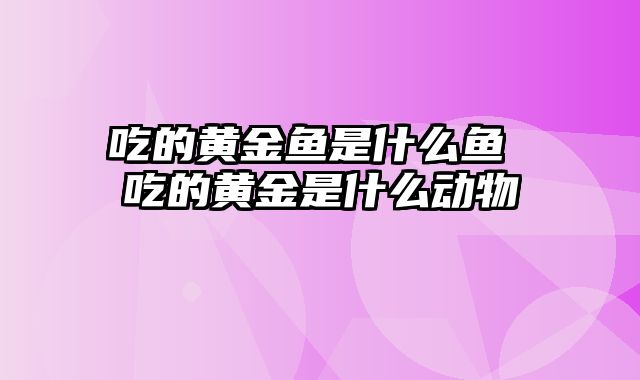 吃的黄金鱼是什么鱼 吃的黄金是什么动物