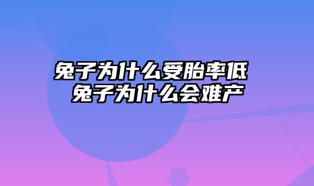 兔子为什么受胎率低 兔子为什么会难产