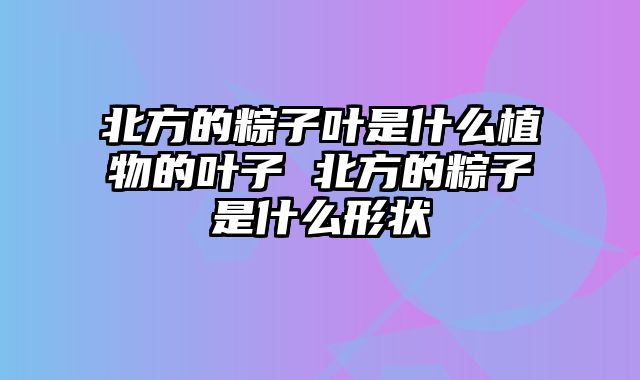 北方的粽子叶是什么植物的叶子 北方的粽子是什么形状