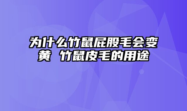 为什么竹鼠屁股毛会变黄 竹鼠皮毛的用途