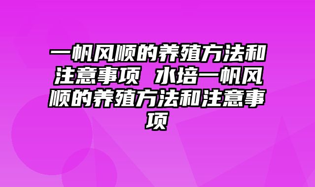 一帆风顺的养殖方法和注意事项 水培一帆风顺的养殖方法和注意事项
