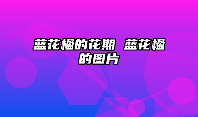 蓝花楹的花期 蓝花楹的图片