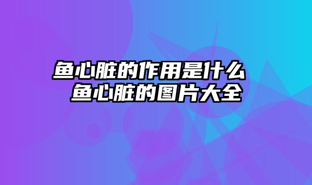 鱼心脏的作用是什么 鱼心脏的图片大全