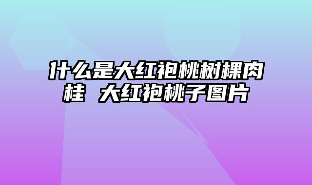 什么是大红袍桃树棵肉桂 大红袍桃子图片