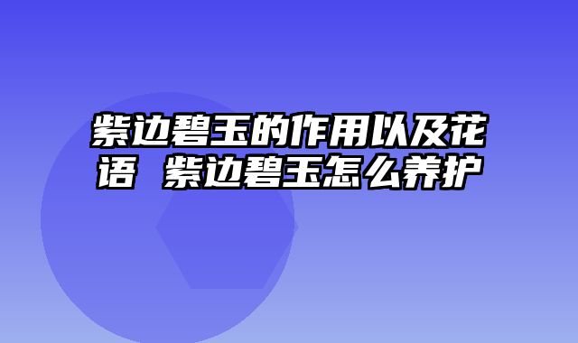 紫边碧玉的作用以及花语 紫边碧玉怎么养护