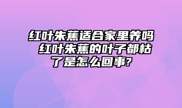 红叶朱蕉适合家里养吗 红叶朱蕉的叶子都枯了是怎么回事?