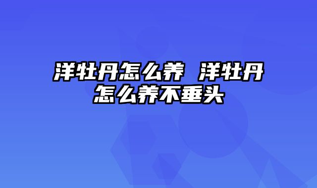 洋牡丹怎么养 洋牡丹怎么养不垂头