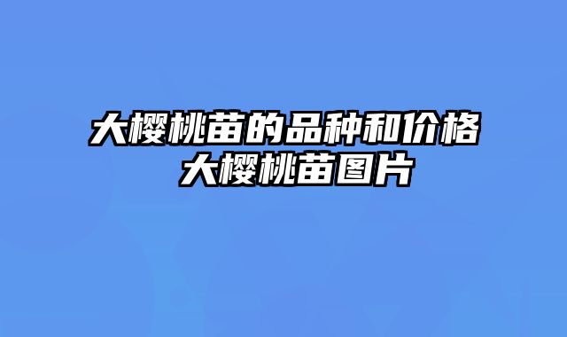 大樱桃苗的品种和价格 大樱桃苗图片
