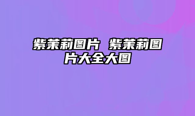 紫茉莉图片 紫茉莉图片大全大图