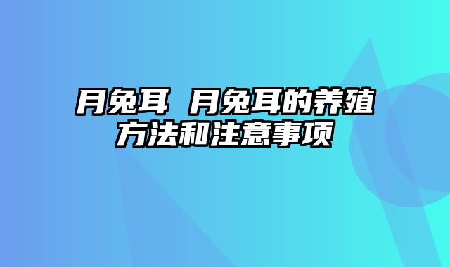 月兔耳 月兔耳的养殖方法和注意事项
