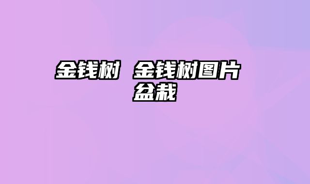 金钱树 金钱树图片 盆栽