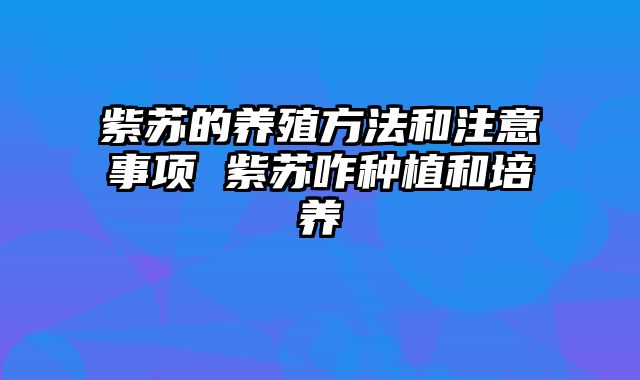 紫苏的养殖方法和注意事项 紫苏咋种植和培养