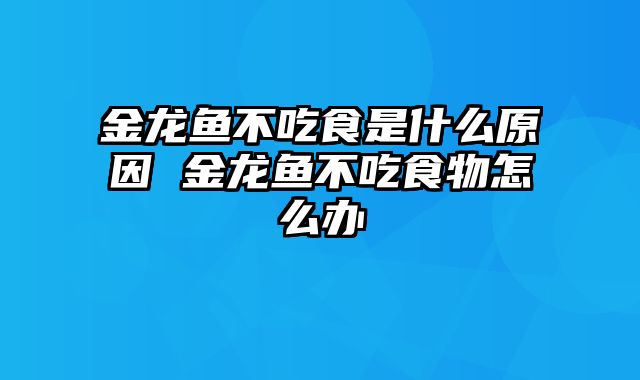 金龙鱼不吃食是什么原因 金龙鱼不吃食物怎么办