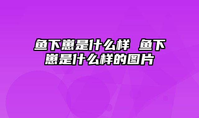 鱼下崽是什么样 鱼下崽是什么样的图片