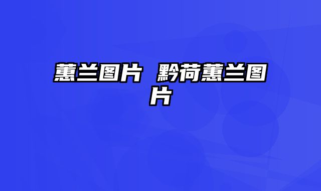 蕙兰图片 黔荷蕙兰图片