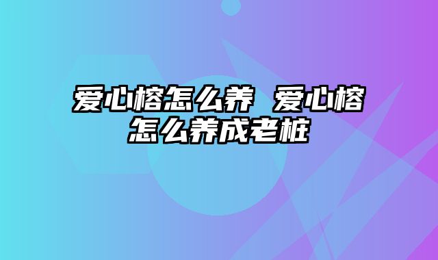 爱心榕怎么养 爱心榕怎么养成老桩