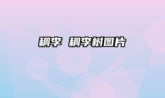 稠李 稠李树图片