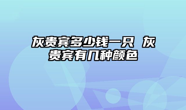 灰贵宾多少钱一只 灰贵宾有几种颜色