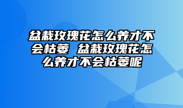 盆栽玫瑰花怎么养才不会枯萎 盆栽玫瑰花怎么养才不会枯萎呢