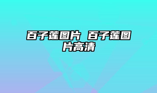 百子莲图片 百子莲图片高清