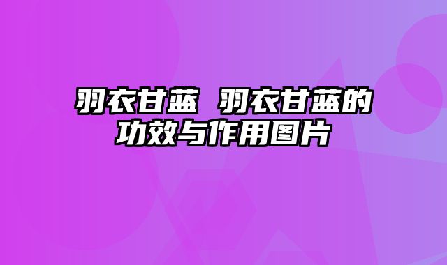 羽衣甘蓝 羽衣甘蓝的功效与作用图片