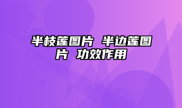 半枝莲图片 半边莲图片 功效作用