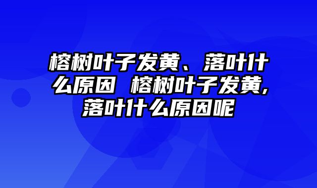 榕树叶子发黄、落叶什么原因 榕树叶子发黄,落叶什么原因呢