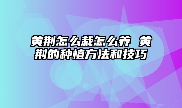 黄荆怎么栽怎么养 黄荆的种植方法和技巧