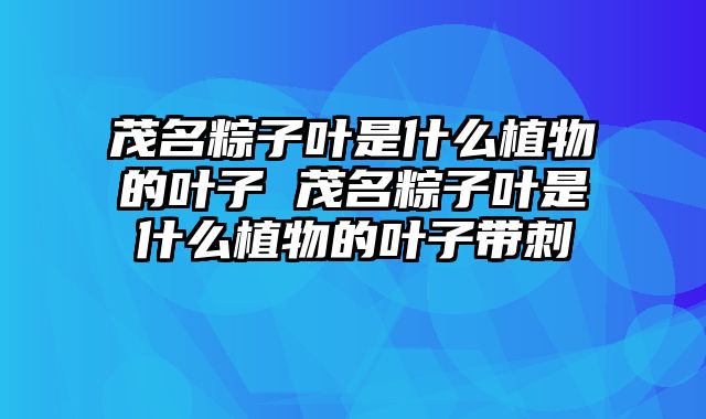 茂名粽子叶是什么植物的叶子 茂名粽子叶是什么植物的叶子带刺