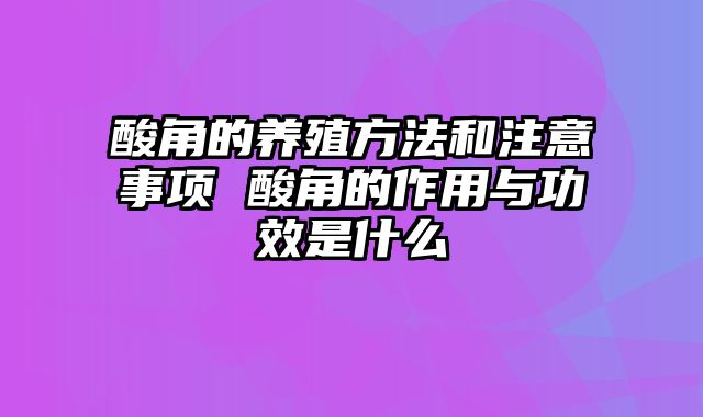 酸角的养殖方法和注意事项 酸角的作用与功效是什么