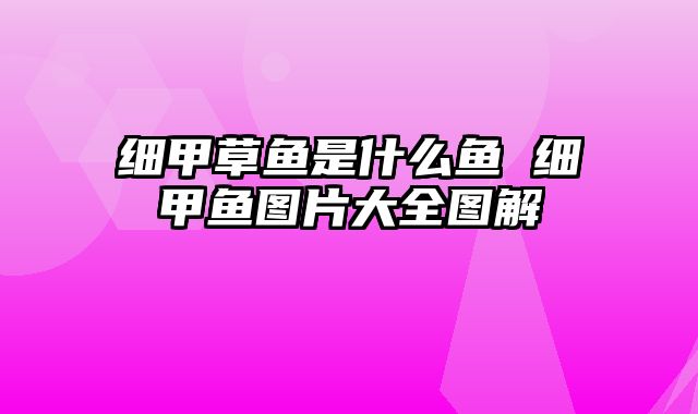 细甲草鱼是什么鱼 细甲鱼图片大全图解