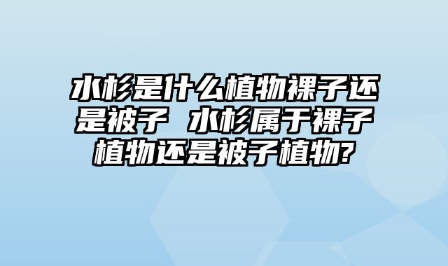 水杉是什么植物裸子还是被子 水杉属于裸子植物还是被子植物?