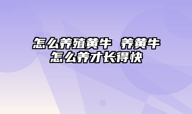 怎么养殖黄牛 养黄牛怎么养才长得快